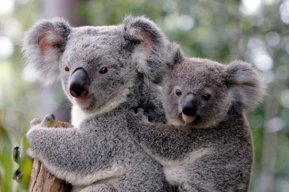 Eastern Queensland, Australia